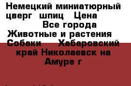 Немецкий миниатюрный(цверг) шпиц › Цена ­ 50 000 - Все города Животные и растения » Собаки   . Хабаровский край,Николаевск-на-Амуре г.